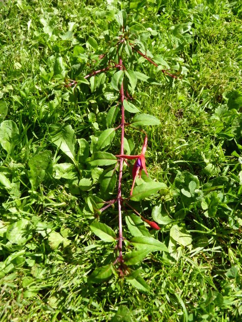 Fuchsia magellanica 'port lamine'